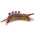 Western Tussock Moth