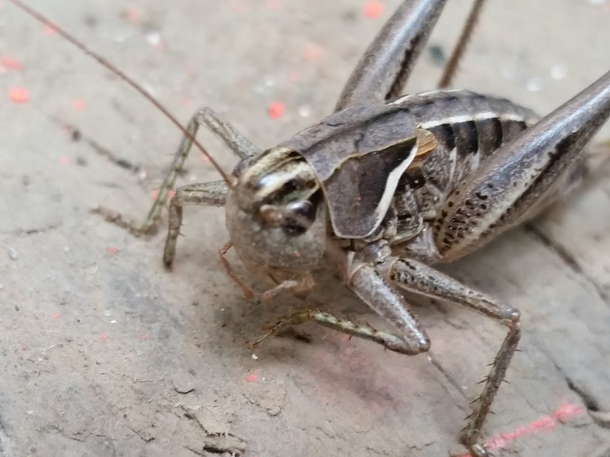 Shield-backed katydid