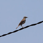 Paddyfield pipit