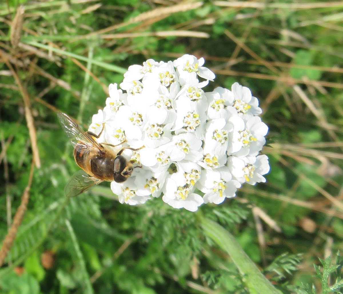 Common Yarrow (white)