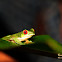 Red-eyed tree frog