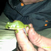 Green Treefrog