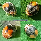 Vietnamese Tiny Lady beetle