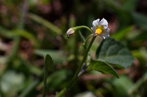 Solanum nigrum