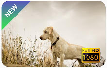 Labrador Retriever Wallpapers and New Tab small promo image