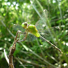 Great Pondhawk