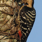 Fulvous-breasted Woodpecker