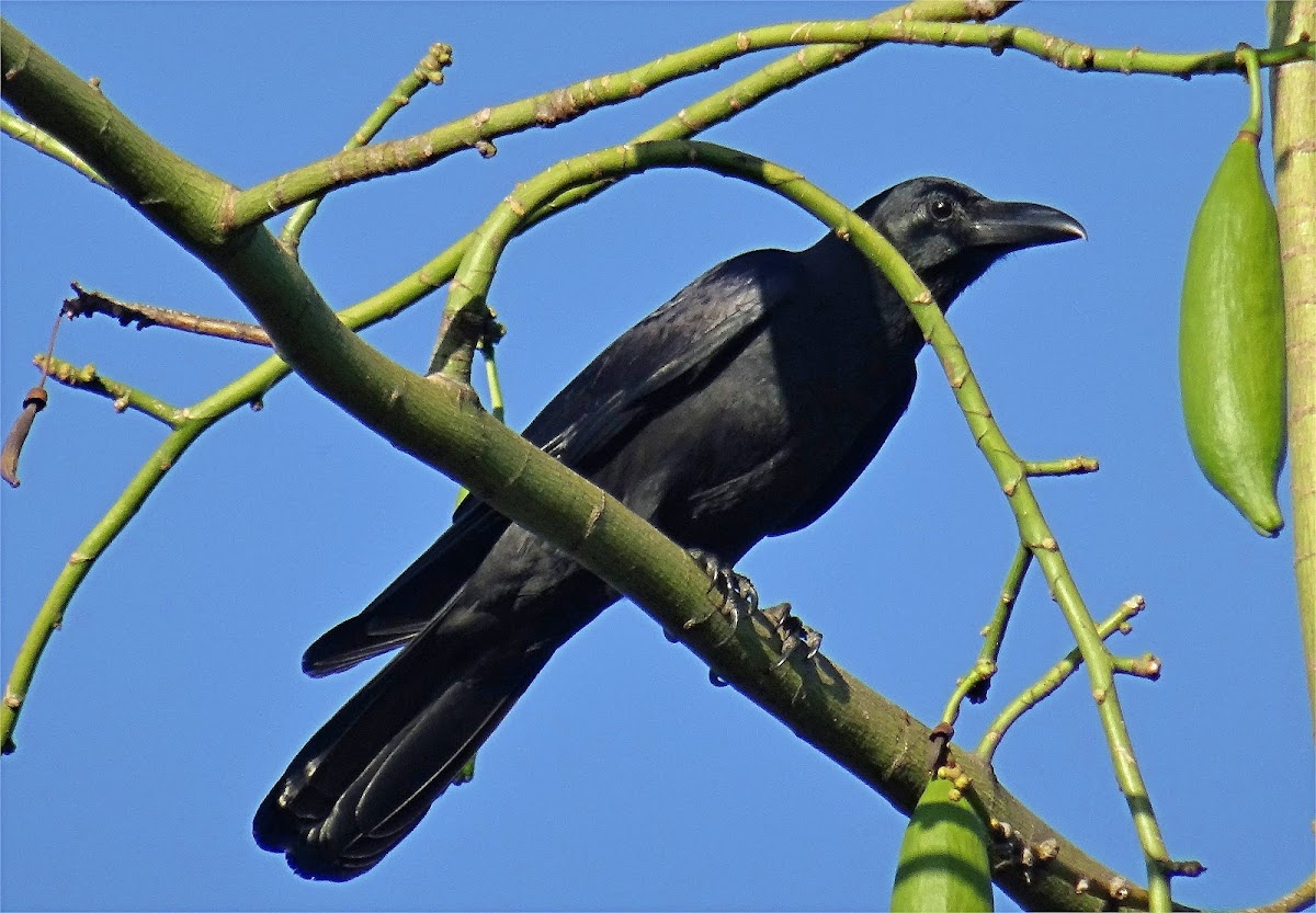 Slender-billed Crow