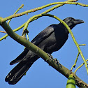 Slender-billed Crow