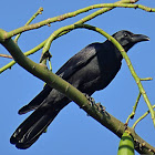 Slender-billed Crow