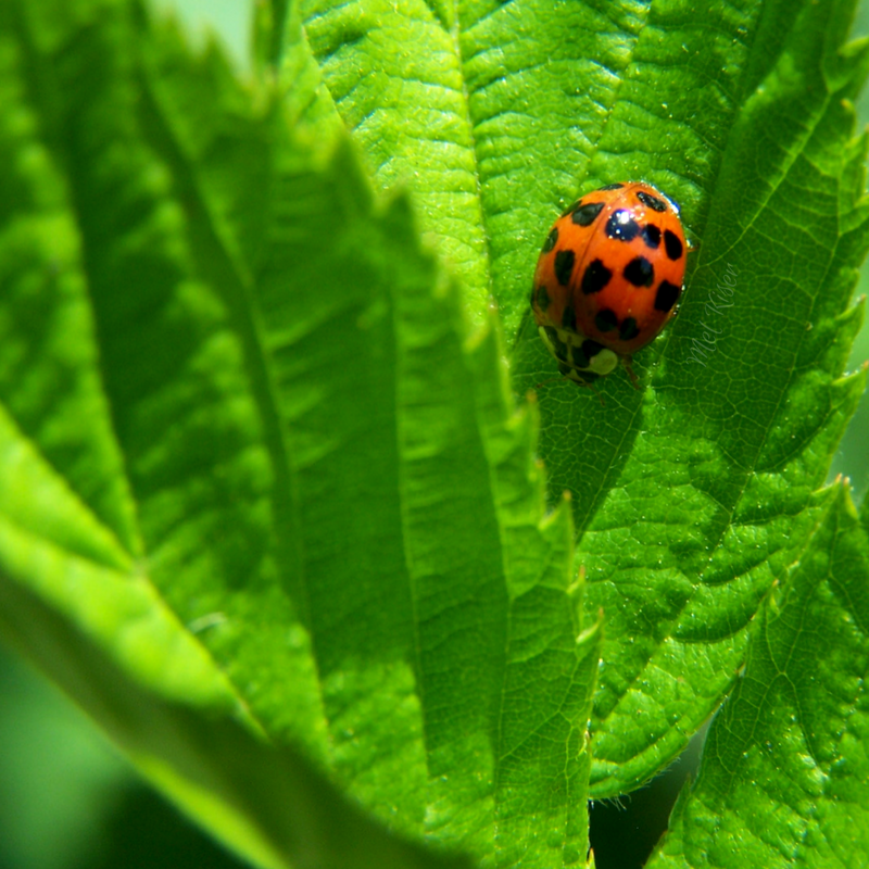 Nine Spotted Lady Beetle