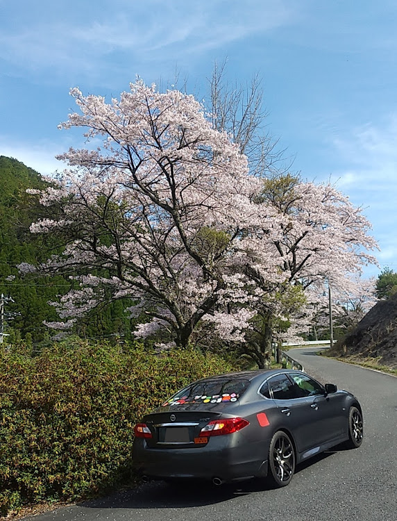 フーガ 51の4月13日(土)・奈良県宇陀郡曽爾村・桜🌸探しに行った帰りに見かけた満開の桜🌸・ヤマザクラ🌸？・五月病？に関するカスタム事例の投稿画像11枚目