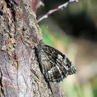 Great Banded Grayling