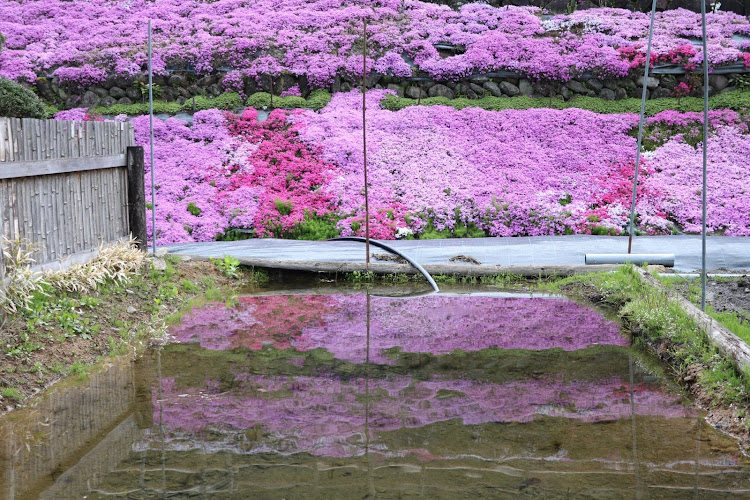 TT クーペの國田家の芝桜に関するカスタム事例の投稿画像6枚目