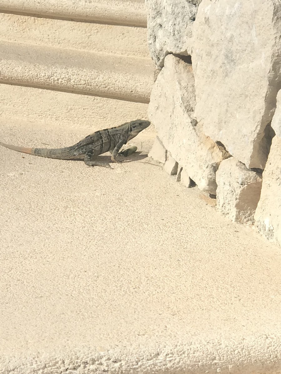 Iguana