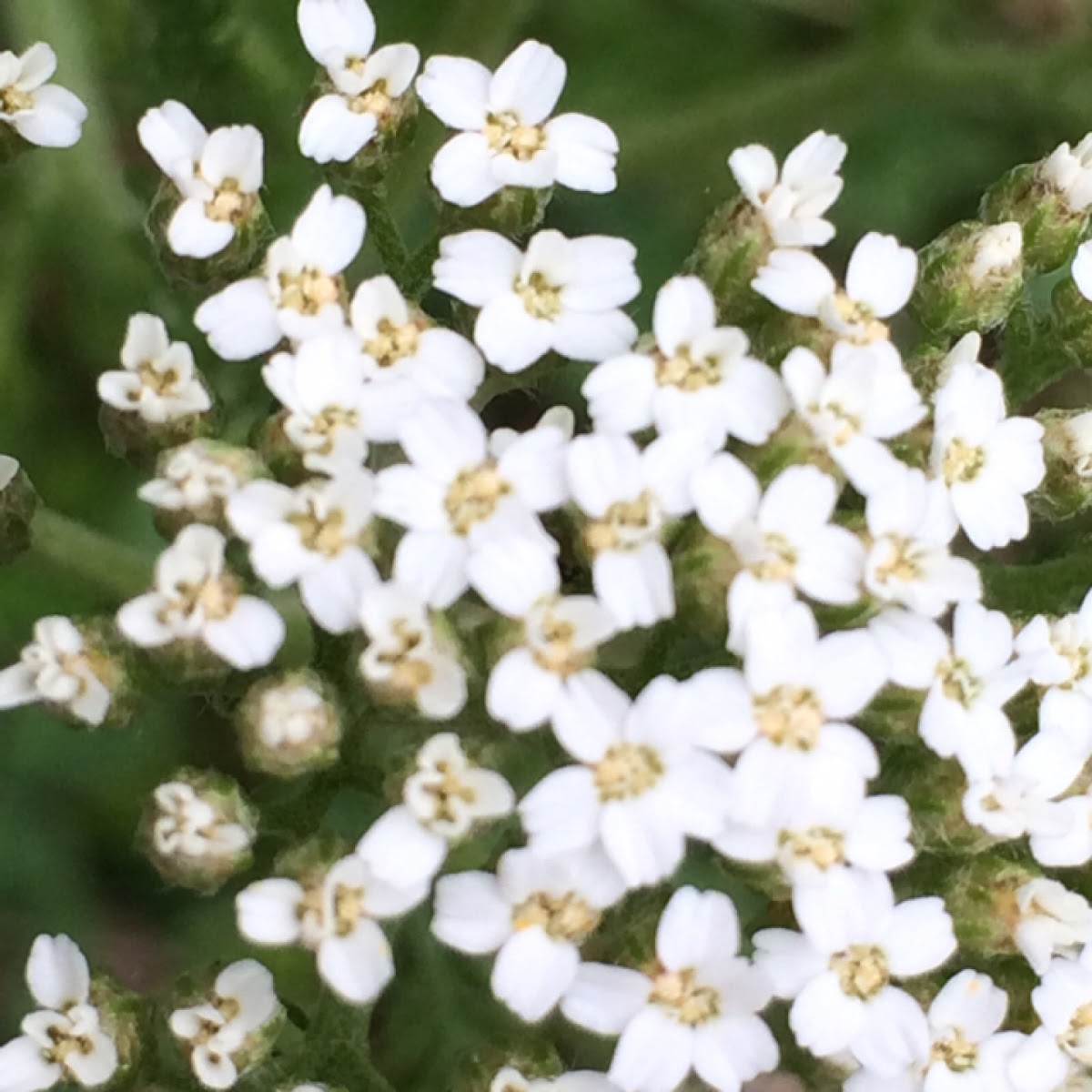 Common Yarrow