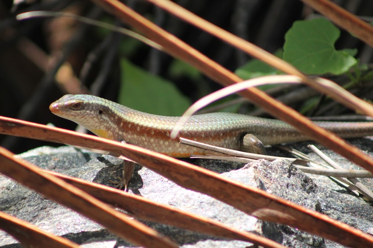 Leschenault's snake-eye