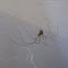 Long-bodied Cellar Spider