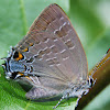 Hickory Hairstreak