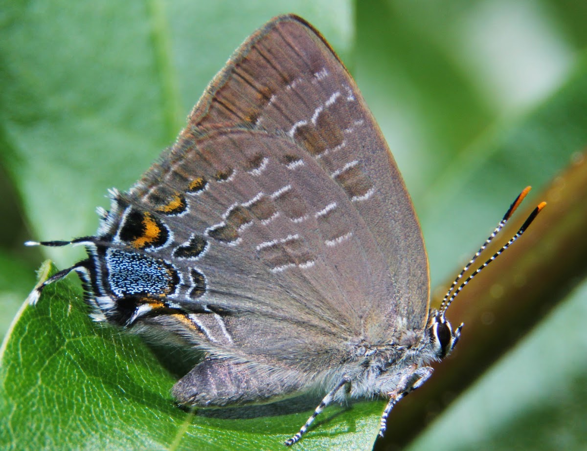 Hickory Hairstreak