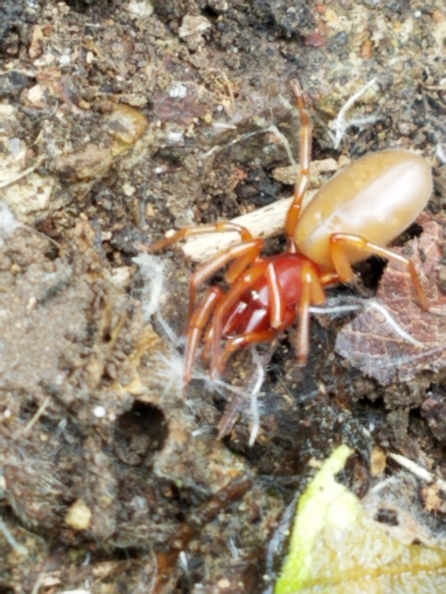 Woodlouse Spider