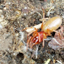 Woodlouse Spider