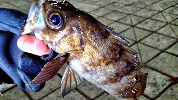 ポキオ輪業商会 横浜 メバリング 調査