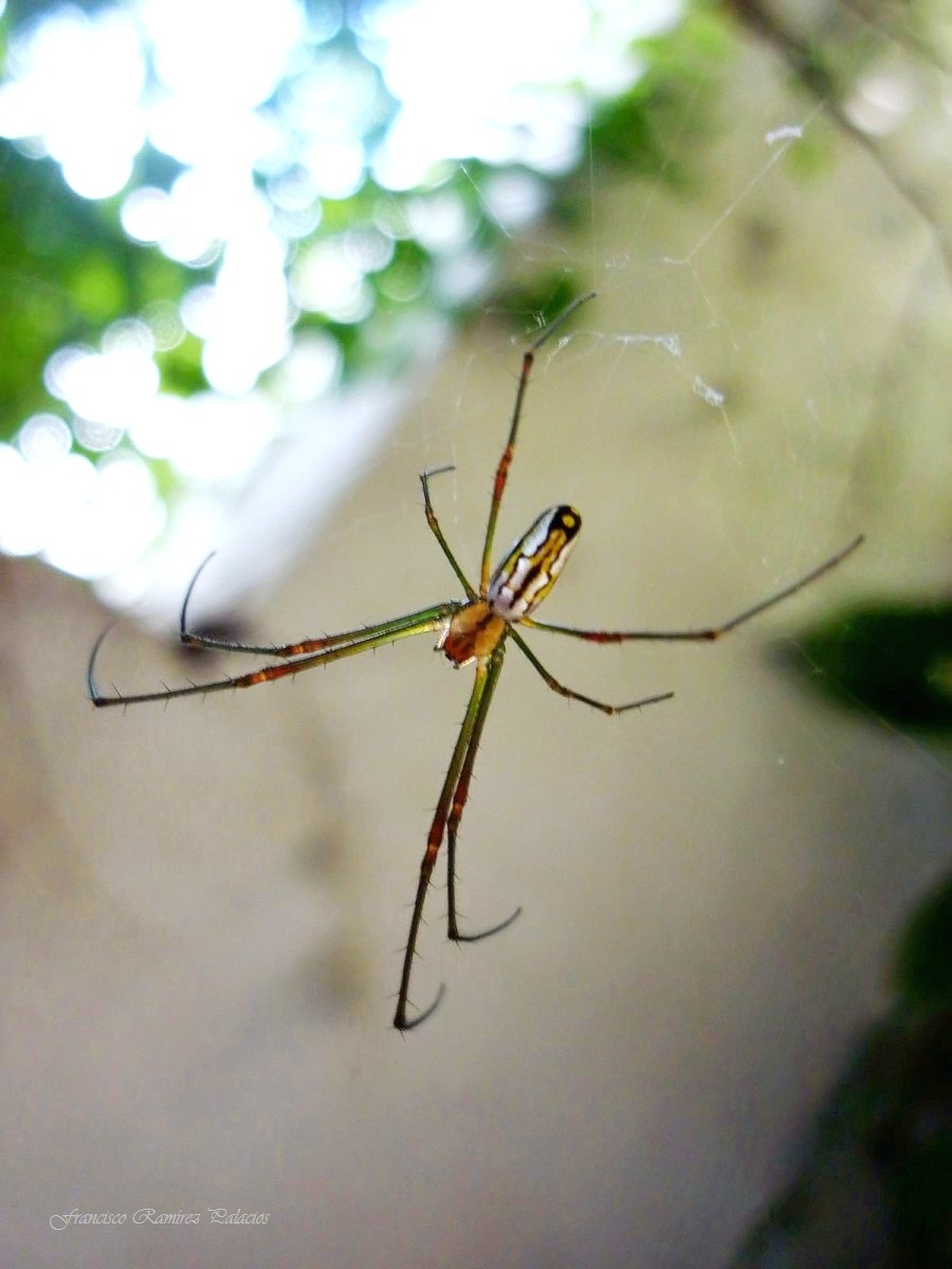 Garden Spider