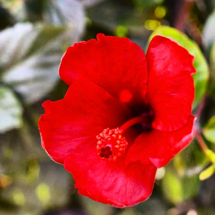 La primavera marocchina di Wica