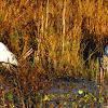 Woodstork