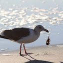 California Gull