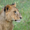 East African Lion (adolecents)