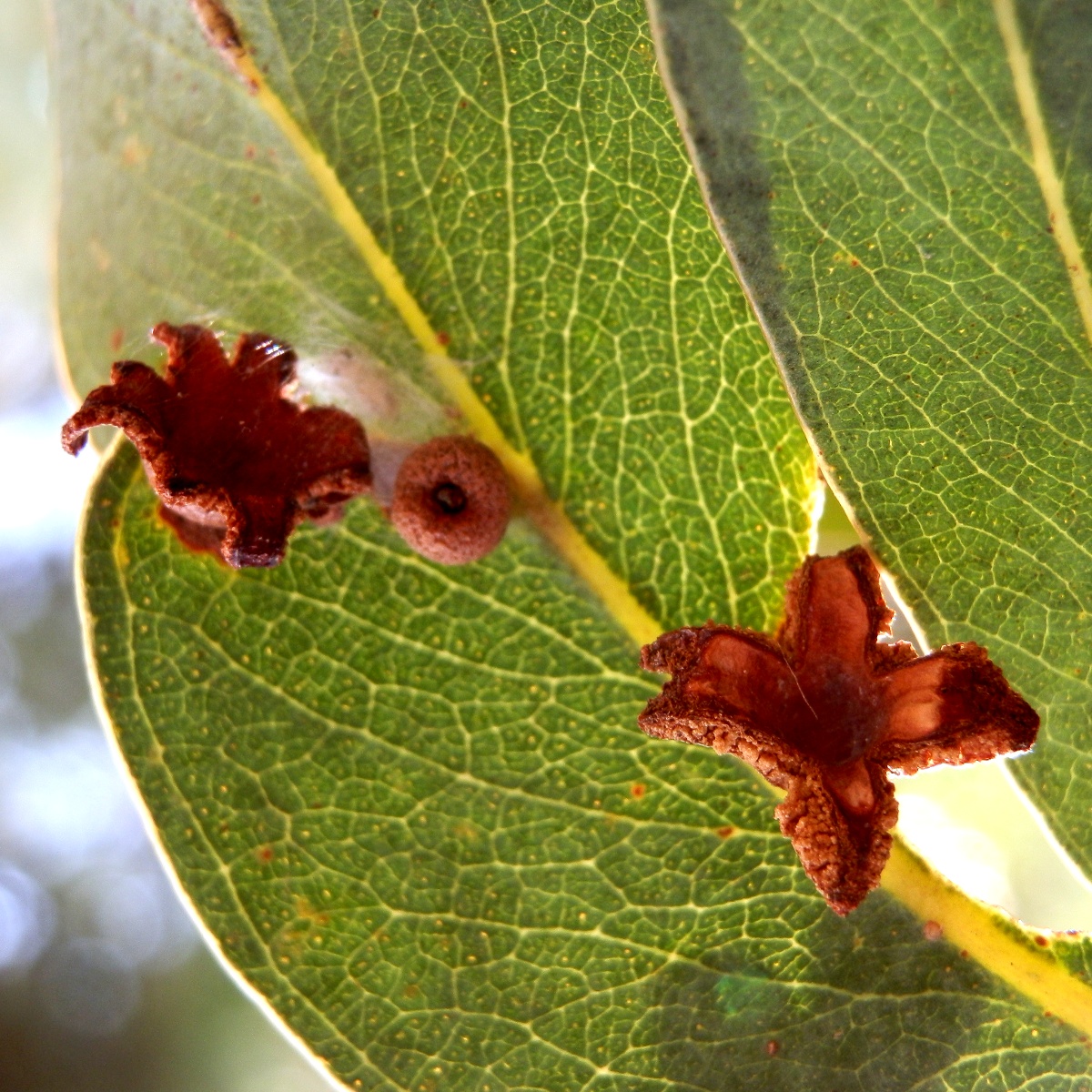 Psyllid Leaf Galls