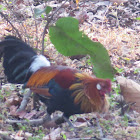 Red Junglefowl (male)