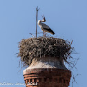 White Stork