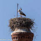 White Stork