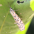 Heliotrope Moth