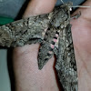 pink spotted hawkmoth