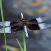 Widow Skimmer      male