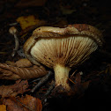 Roll-rim Mushroom