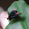 Forester Moth