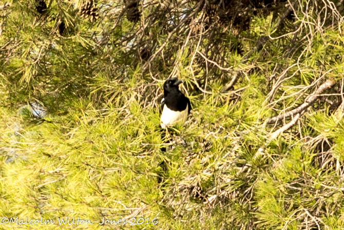 Magpie; Urraca