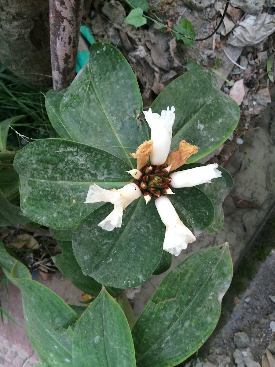 White Flower