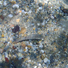 Striped Seabream (Juveniles)