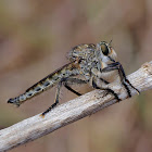 Robber fly