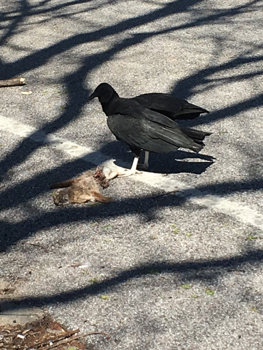 Black Vulture