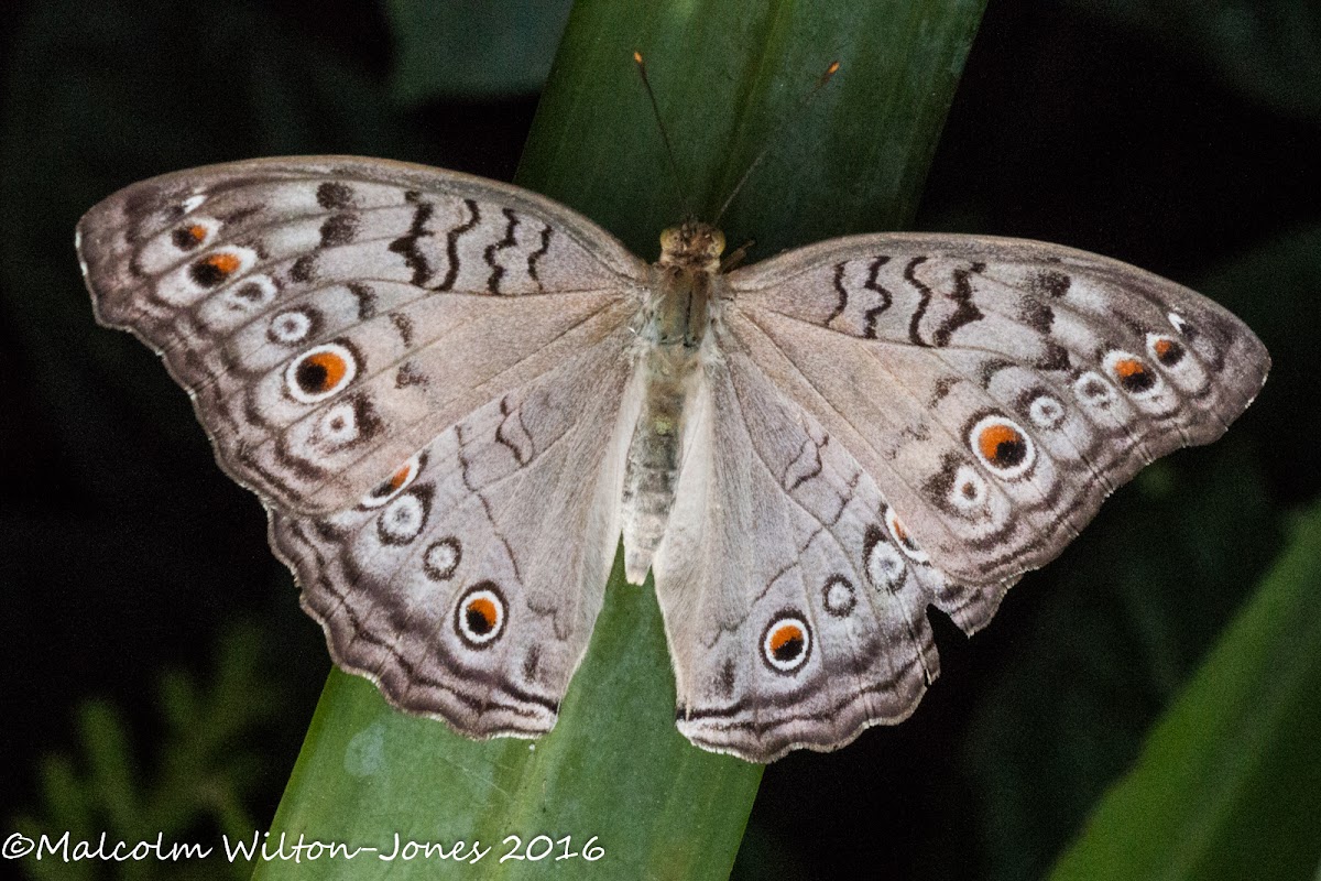 Grey Pansy