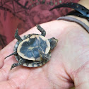 Eastern Box Turtle