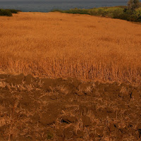 Terra della Sardegna di 