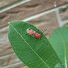 Red Milkweed Beetle